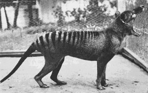 8. The last known Tasmanian Tiger (now extinct) photographed in 1933