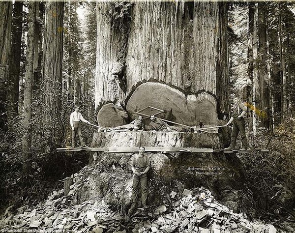 25. California lumberjacks working on Redwoods