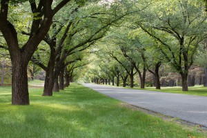 43154379 - beautiful tree lined avenue, canberra, capital city of australia