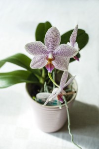 Orchid 1712047 1920
