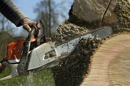 Man Cuts A Fallen Tree.