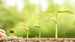 Planting Seeds Gardening Response