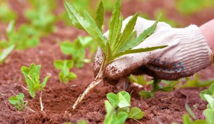 Weeds Or Trim Off Those Unwanted Hedges